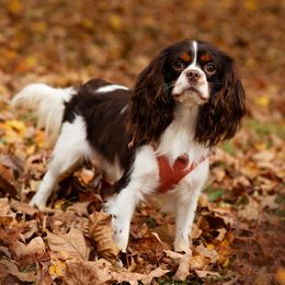 Cavalier King Charles Spaniels from The Cavaliers at EAP Acres