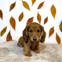 Girl 1 - Red female Dachshund puppy in Bozeman, Montana from The Long Dog Lounge of Montana