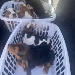 Basset Hound Puppies from Russell Bassets