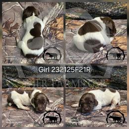 Girl 232125F21R - Liver and white female German Shorthaired Pointer puppy in Moyie Springs, Idaho from Wier Farms GSP