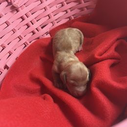 Eleanor - Wheaten female Dachshund puppy in Lake City, Florida from My Ditzy Doxies of Florida