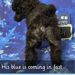 Kerry Blue Terrier and Poodle Puppies from Thelmarys Hernandez