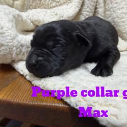 2nd pick Black Female - Black female Labrador Retriever puppy in Farmington, Missouri from Granite Creek Kennel