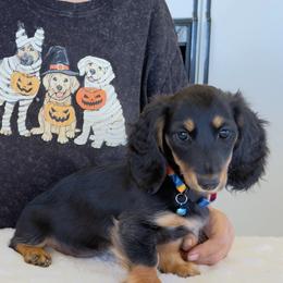 Critter Ridge Moxie - Black and tan female Dachshund puppy in Coulterville, California from Critter Ridge mini long hair Dachshunds