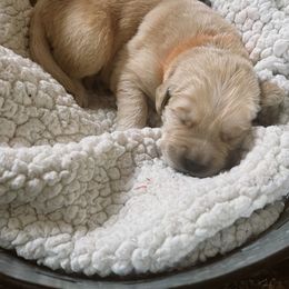 Golden Retriever Puppies from Sovereignty Grace Goldens