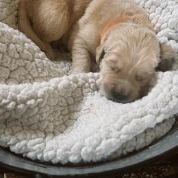 Golden Retriever Puppies from Sovereignty Grace Goldens