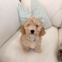Havapoo Puppies from Havapoo Kennels