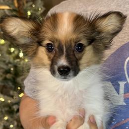 Shasta - White and sable female Papillon puppy in Boardman, Ohio from Taliaferro Kennel