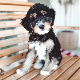 Unique - Tri-color male Bernedoodle puppy in Jackson, Missouri from Pincksten Family Doodles