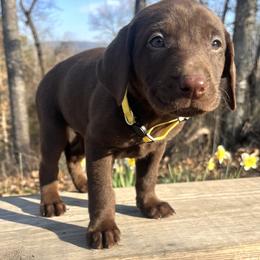 Chocolate Girl, yellow collar - Chocolate female Labrador Retriever puppy in Ozark, Arkansas from Middle Ridge Retrievers