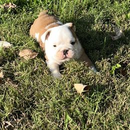 Bulldog Puppies from Moffitt Bulldogs