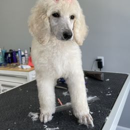 Poodle Puppies from Segraves Poodles