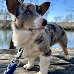 Bandit - Pembroke Welsh Corgi