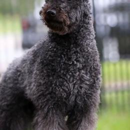 Kuvaszok and Pumik from Ederra (Kuvasz and Pumi)