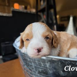 Aussiedoodle, Bernedoodle, Bernese Mountain Dog, Cavapoo, Poodle, and Sheepadoodle Puppies from Draper Mountain Doodles