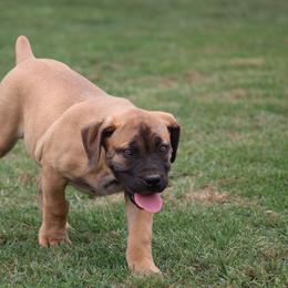 Rosey (Red) - Brown female Boerboel puppy in Shawnee, Oklahoma from TXT Boerboels