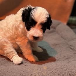 Panda - Brown and white female Bernedoodle puppy in Gainesville, Florida from Alyssa Xxweetdoodles