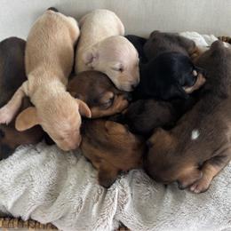 Dachshund puppies from Sapp’s Sweet and Spicy Dachshunds