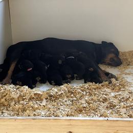 Rottweiler Puppies from Vom Arnold-Hause Rottweilers