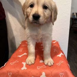 Girl 3 - Golden Retriever puppy in Ocala, Florida from Rosebud Goldens