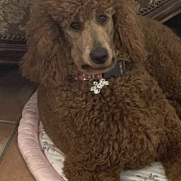 Poodles from My Best Friend