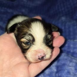 Mick - Red white and sable male Papillon puppy in Hollister, Missouri from Swan Creek Kennel