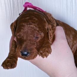 Holly - Red  female Poodle puppy in Abilene, Texas from Mesquite Kennels