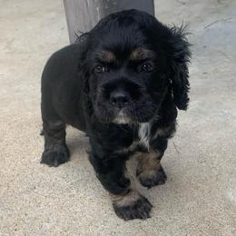 Boy 2 - Black white and tan male Cocker Spaniel puppy in Gadsden, Alabama from Rich Cat’s