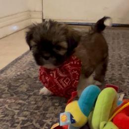 Tyler - Gold and white male Shih Tzu puppy in Hemet, California from Aloha Shih Tzu