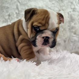 Freedom - Red and white male Bulldog puppy in Clever, Missouri from Crystals Bulldog Bungalow