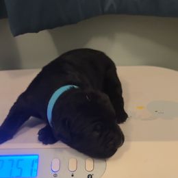 Boy 2 - male Cane Corso puppy in Jasper, Alabama from C&M Cane Corso