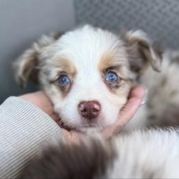 Sinai - male Australian Mountain Doodle puppy in Inola, Oklahoma from Blue Stem Companions