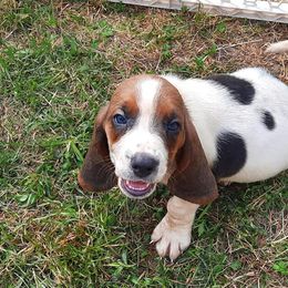 Basset Hounds from Gann's Little Darlings