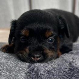 Carol Brady - Black tri female Toy Australian Shepherd puppy in Sulphur, Louisiana from Triple J Aussies and Corgis