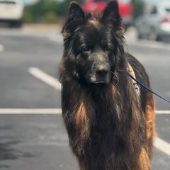 Rip - Black and red male German Shepherd puppy in Salem, South Carolina from Von Maqqedah Haus German Shepherds