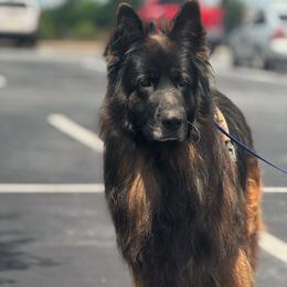 Rip - Black and red male German Shepherd puppy in Salem, South Carolina from Von Maqqedah Haus German Shepherds