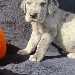 Green collar - Merle male Great Dane puppy in Tyler, Texas from Blessed By Danes
