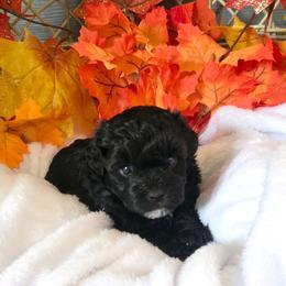 Thor - Black and white male Schnoodle puppy in Novinger, Missouri from Stormi Sky Schnoodles