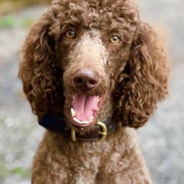 Poodles from High Standard Poodles