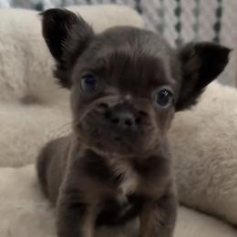 Joyce - Blue female French Bulldog puppy in Warm Springs, Arkansas from Seven Hills Arkansas