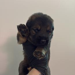 Elvis - Sable male German Shepherd puppy in Knowlton Township, New Jersey from Augenblick Kennels