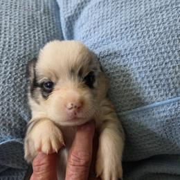 Merle - White and black male Pembroke Welsh Corgi puppy in Collinsville, Mississippi from Lindsey's Lovely Little Corgis
