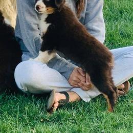 Australian Shepherd and Miniature Australian Shepherd Puppies from Magic Ranch Mini Aussies