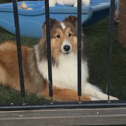 Charm - Sable and white female Shetland Sheepdog puppy in Catawba, North Carolina from Candescent Shetland Sheepdogs