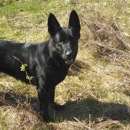 Zaphyra - German Shepherd