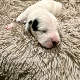 ICE - White and black male Dalmatian puppy in Travelers Rest, South Carolina from Cotton Top