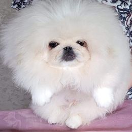 Pekingese Puppies from Sunny's Legacy Pekingese