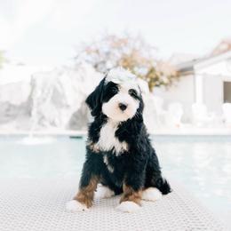 Eclair - Tri-color female Bernedoodle puppy in Murray, Utah from Sun Valley Doodles