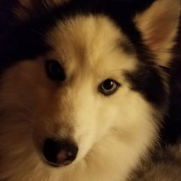 Shadow - Pomsky