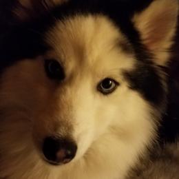 Shadow - Pomsky
